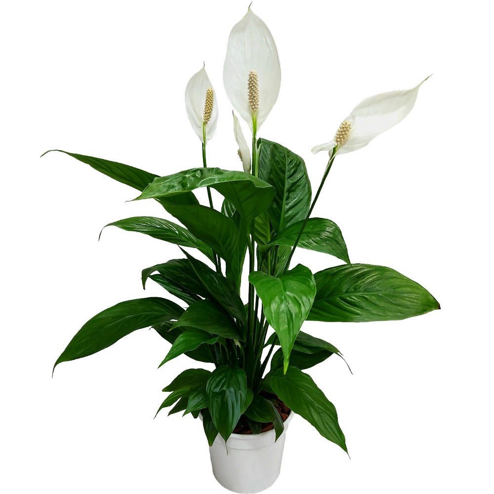 Dicas de decoração: plantas para cultivar em casa – Blog do Novo Shopping